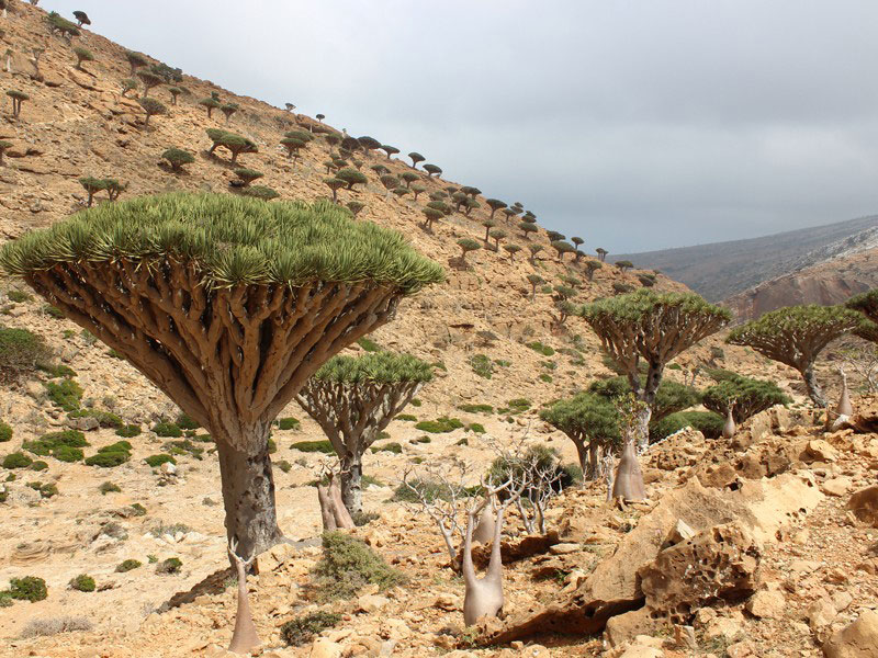 Socotra's Sacred Frankincense Trees 2 Socotras Sacred Frankincense Trees02