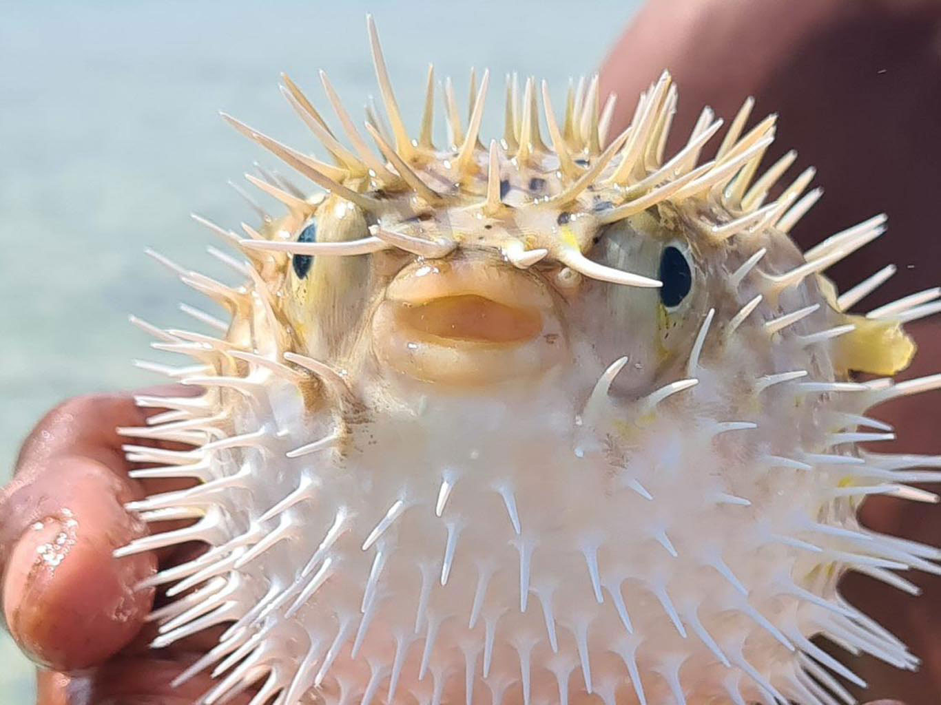 The Venomous Guardian of Socotra The Puffer Fish 2 Puffer Fish