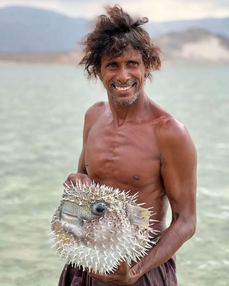 The Venomous Guardian of Socotra The Puffer Fish 3 The Puffer Fish04